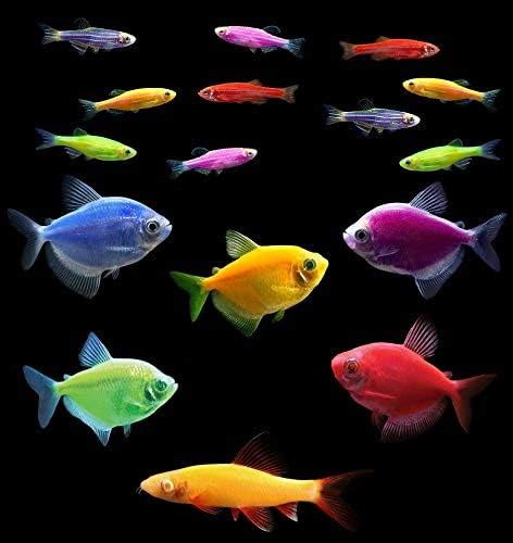 GloFish Live Fish Collections (20G Community) .